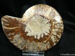 Inch Cleoniceras Ammonite (Half) #1451-1